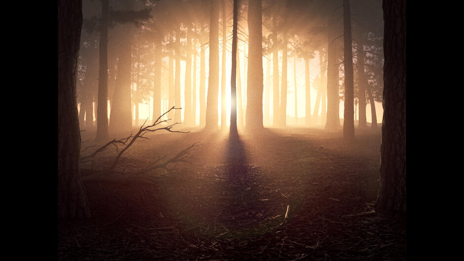 3D Environment - CLEARING