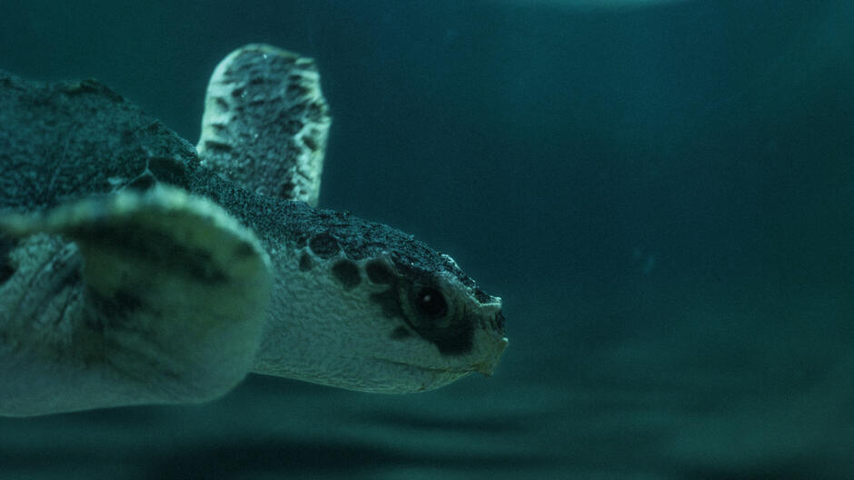 3D Environment and Texture - ESPRIT